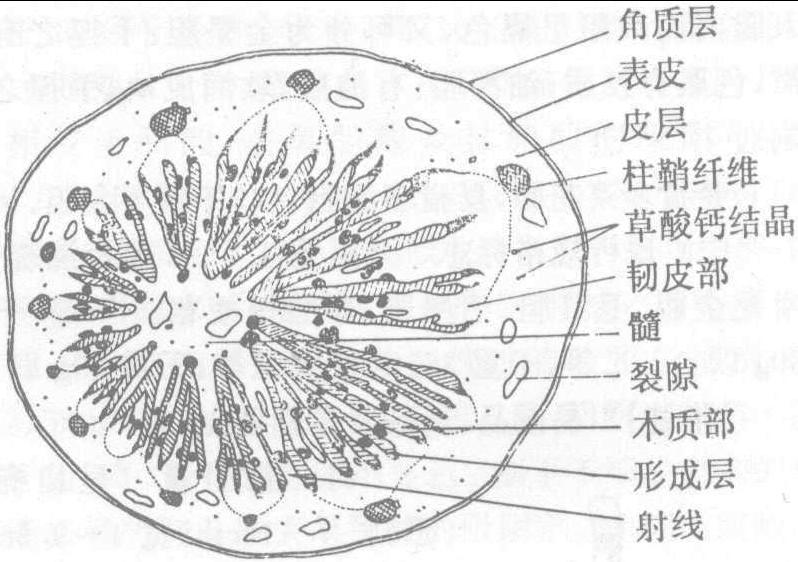 776. 槲寄生